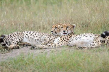 cheetah © Herbert