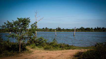 Three trees in lake