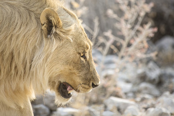 Young male lion in Etosha National Park.