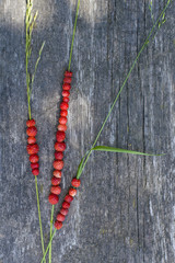 three grass sticks with wild strawberries on wooden bench