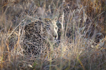 Leopard moving through the bushveld
