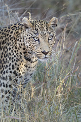 Leopard moving through the bushveld