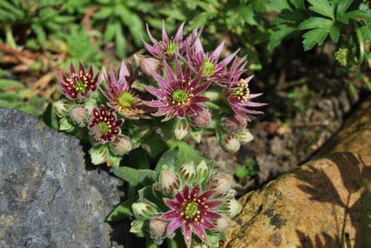 Bl&uuml;hende Hauswurz mit rosa Bl&uuml;ten (Sempervivum tectorum)
