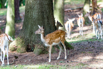 Junge Rehe im Wald