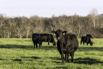 Angus cows on green spring rye grass pasture