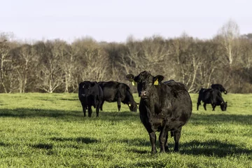 Crédence de cuisine en verre imprimé Vache Angus cows on green spring rye grass pasture
