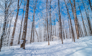 Maple syrup collection buckets along trails for a sugar shack in the Maple wooded winter forest. - 103559790
