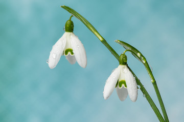 Close up of snowdrops with stylish background and copy space
