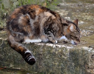 Chat lapant un peu d'eau sur une pierre