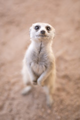 Fototapeta premium Inquisitive meerkat beside the road in the Kalahari