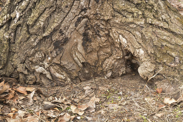 кора старого дерева © valteru