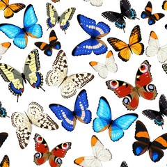 Fototapety  Kolorowe motyle bez szwu