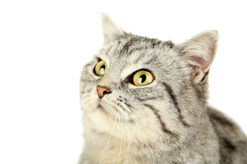 Beautiful cat on a white background
