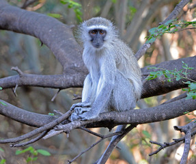 Vervet Monkey