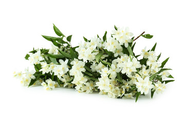 White flowers of jasmine isolated on white