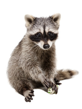 Funny raccoon playing rawhide bone
