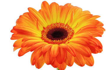 Beautiful gerbera flower on white background