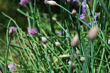 Schnittlauch - Blüten (Allium schoenoprasum)
