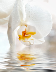 White Orchid. Closeup with reflection in water. © naumenkophoto