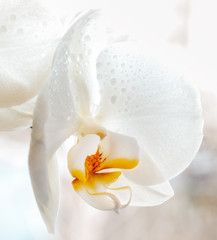 White Orchid. Closeup.