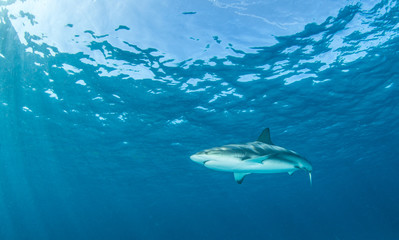 Caribbean reef shark