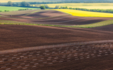 Czech Republic. South Moravia. Fields under vines and rapeseed field.