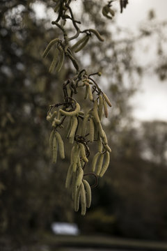 Birkenfrucht