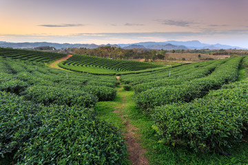 Tea plantation in Chiang Rai northern of Thailand