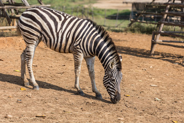 Fototapeta na wymiar Zebra portrait in the farm at Chiang Rai