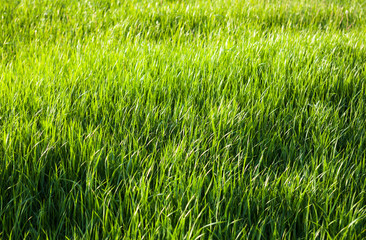 Green grass in the sunshine