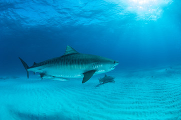 Fototapeta premium Tiger shark