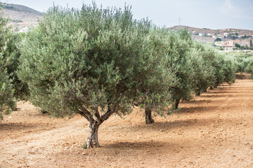 Fototapeta premium Olive trees garden.