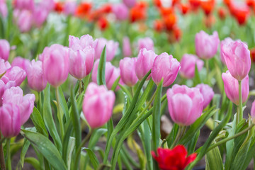 Close up tulip flower in public garden in Chiang Rai, Thailand