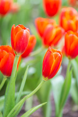 Obraz premium Close up tulip flower in public garden in Chiang Rai, Thailand