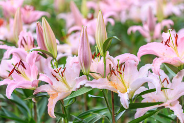 Lily flower in public garden in Chiang Rai, Thailand