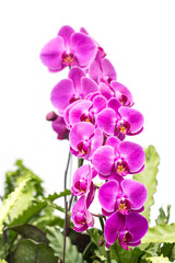 Close up violet orchid isolated on white