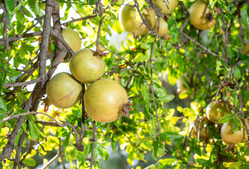 The growing of pomegranate fruits.