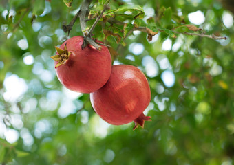 Ripe red pomegranate fruit on the tree.