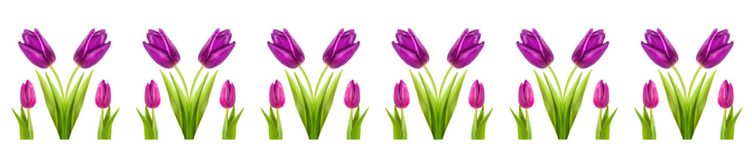 tulip flower burgundy vinous purple violet full-length on a stem