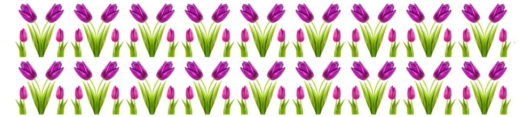 tulip flower burgundy vinous purple violet full-length on a stem
