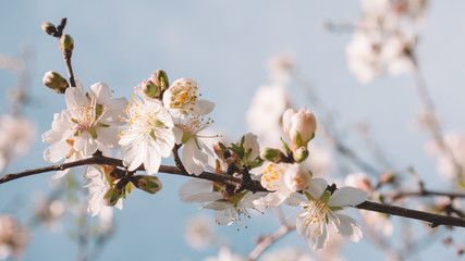 Cherry tree flower in a spring time