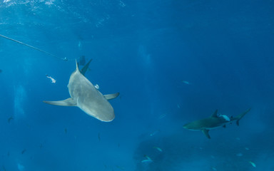 Lemon shark