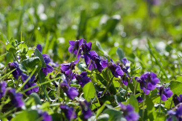 viole,viola mammola