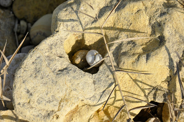 Раковина улитки в песчаннике (The seashell in the sandstone)