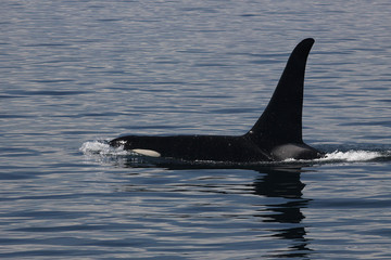 Killer whale surfacing side on