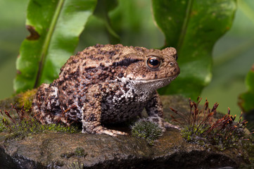 Common Toad (Bufo Bufo)/Common Toad on moss covered stone