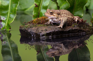 Obraz premium Common Toad (Bufo Bufo)/Common Toad on moss covered stone