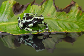 Poison Dart Frog (Dendrobates Auratus)/Poison Dart Frog on green leaf reflected in water