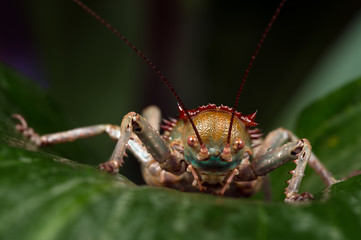 Armoured Cricket (Acanthoplus Discoidalis)/Armoured Cricket on top of large palm leaf