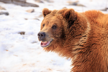 Fototapeta premium Grizzly Bear Smile.
